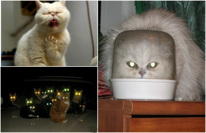 17 Imagini impresionante că pisicile sunt străini de pe altă planetă