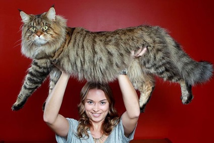 20 Cele mai mari pisici din lume