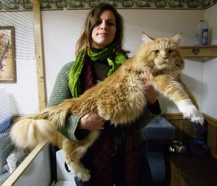 20 Cele mai mari pisici din lume