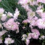 7 fajta kerti rózsaszín éves vörös, bokrok, cirrus, alulméretezett