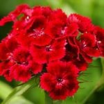 7 varietăți de grădină perene garoafe roșu, bushy, cirrus, scurt