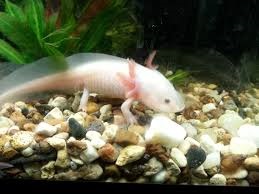 Axolotl - fotografie, descriere, conținut, reproducere, magazin online de animale de companie