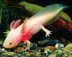 Axolotl - fotografie, descriere, conținut, reproducere, magazin online de animale de companie