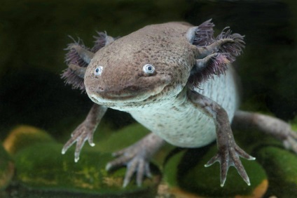 Axolotl - fotografie, descriere, conținut, reproducere, magazin online de animale de companie