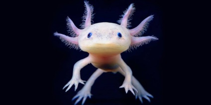 Axolotl - fotografie, descriere, conținut, reproducere, magazin online de animale de companie