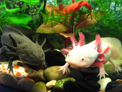 Axolotl - fotografie, descriere, conținut, reproducere, magazin online de animale de companie