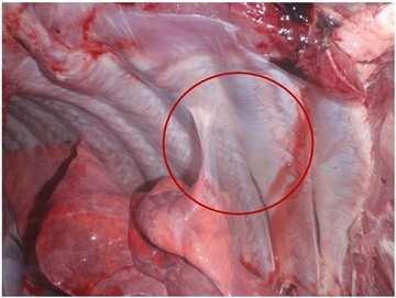 Aktinobatsilleznaya pleuropneumonia sertések