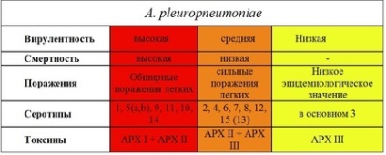 Aktinobatsilleznaya pleuropneumonia sertések