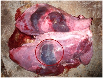 Actinobacillus pleuropneumonia porcine