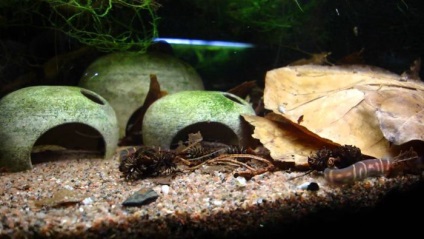 Akváriumi halak akantoftalmus (pangio) típusú, a tartalom, fotók