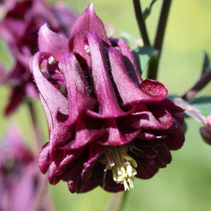 Aquilegia în țara de aterizare, îngrijire, reproducere