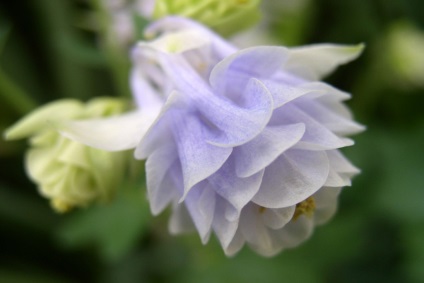 Aquilegia în țara de aterizare, îngrijire, reproducere