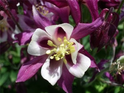 Aquilegia în țara de aterizare, îngrijire, reproducere