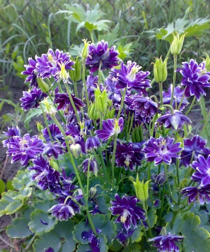 Aquilegia în țara de aterizare, îngrijire, reproducere