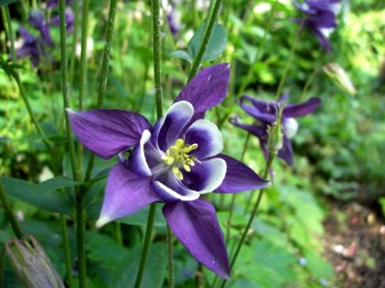 Aquilegia în țara de aterizare, îngrijire, reproducere