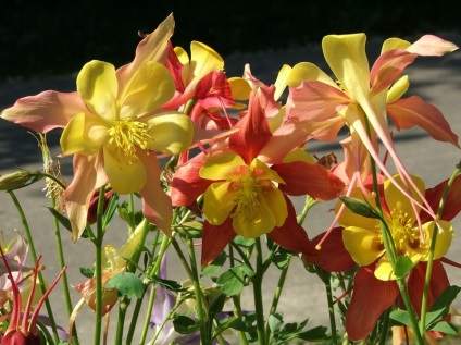 Aquilegia în țara de aterizare, îngrijire, reproducere