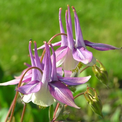 Aquilegia în țara de aterizare, îngrijire, reproducere