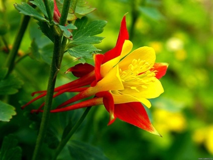 Aquilegia în țara de aterizare, îngrijire, reproducere