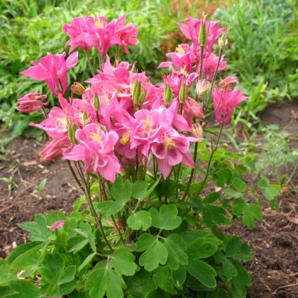 Aquilegia în țara de aterizare, îngrijire, reproducere