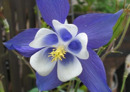 Aquilegia în țara de aterizare, îngrijire, reproducere