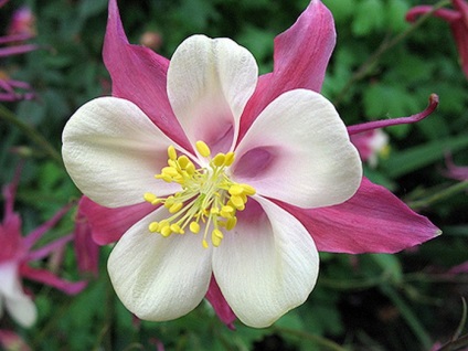 Aquilegia în țara de aterizare, îngrijire, reproducere