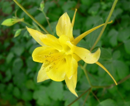 Aquilegia în țara de aterizare, îngrijire, reproducere