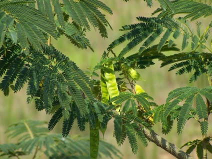 Albitia sau salcam - îngrijire, cultivare, reproducere