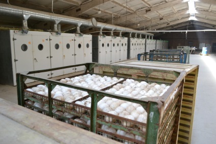 Aleynikovsky inkubátor - végrehajtja a napi és podroschennyh csirke, kacsa, liba, pulyka