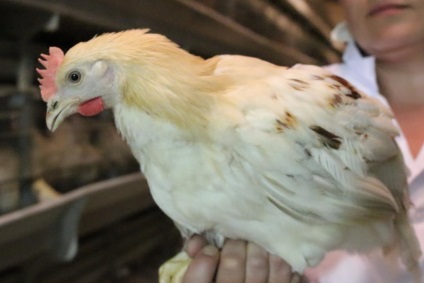 Aleynikovsky inkubátor - végrehajtja a napi és podroschennyh csirke, kacsa, liba, pulyka