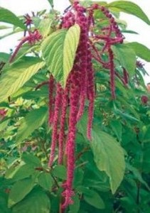 Amaranth (shiritsa) - descriere, colectare, pregătire, metode de aplicare