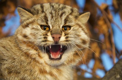 Amur pădure pisică, blog nikkuro, contact