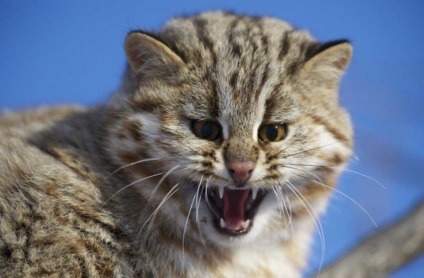 Amur leopárd macska, blog nikkuro, pin