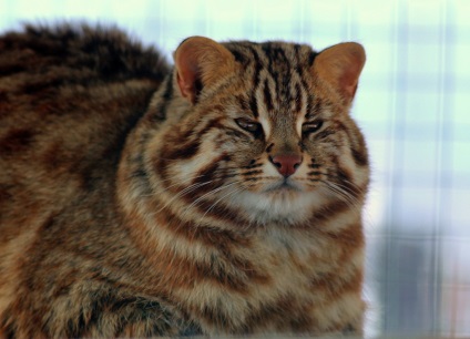 Amur pădure pisică, blog nikkuro, contact