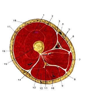 Anatómiai atlasz az izmok az alsó végtag, rajzok, diagramok, a hivatalos honlapján a köztársasági