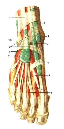 Atlasul anatomic al mușchilor membrelor inferioare, desene, diagrame, site-ul oficial al republicanului