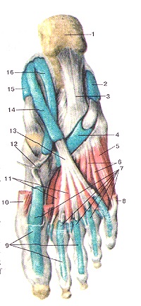 Atlasul anatomic al mușchilor membrelor inferioare, desene, diagrame, site-ul oficial al republicanului