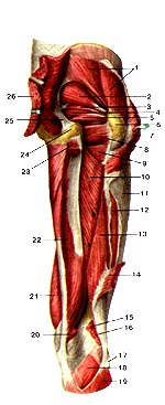 Anatómiai atlasz az izmok az alsó végtag, rajzok, diagramok, a hivatalos honlapján a köztársasági