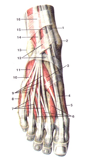 Anatómiai atlasz az izmok az alsó végtag, rajzok, diagramok, a hivatalos honlapján a köztársasági