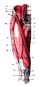 Atlasul anatomic al mușchilor membrelor inferioare, desene, diagrame, site-ul oficial al republicanului