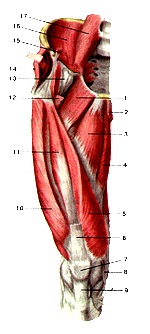 Atlasul anatomic al mușchilor membrelor inferioare, desene, diagrame, site-ul oficial al republicanului