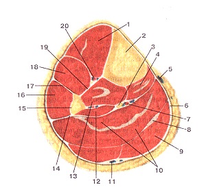 Anatómiai atlasz az izmok az alsó végtag, rajzok, diagramok, a hivatalos honlapján a köztársasági