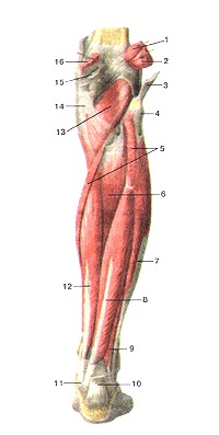 Atlasul anatomic al mușchilor membrelor inferioare, desene, diagrame, site-ul oficial al republicanului