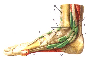 Atlasul anatomic al mușchilor membrelor inferioare, desene, diagrame, site-ul oficial al republicanului