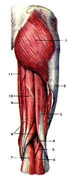 Atlasul anatomic al mușchilor membrelor inferioare, desene, diagrame, site-ul oficial al republicanului