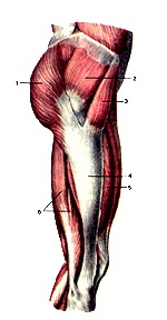 Atlasul anatomic al mușchilor membrelor inferioare, desene, diagrame, site-ul oficial al republicanului