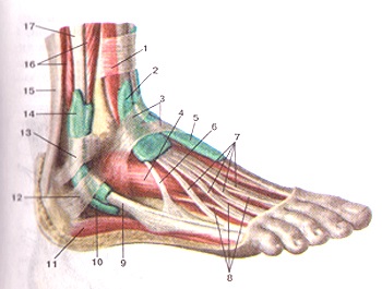 Atlasul anatomic al mușchilor membrelor inferioare, desene, diagrame, site-ul oficial al republicanului