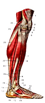 Atlasul anatomic al mușchilor membrelor inferioare, desene, diagrame, site-ul oficial al republicanului