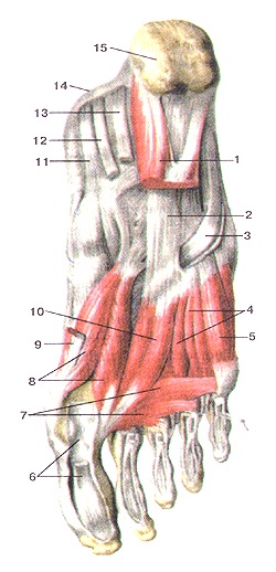 Atlasul anatomic al mușchilor membrelor inferioare, desene, diagrame, site-ul oficial al republicanului