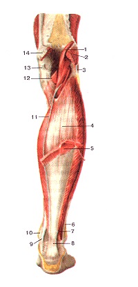 Atlasul anatomic al mușchilor membrelor inferioare, desene, diagrame, site-ul oficial al republicanului