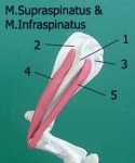 Anatomia unui cal